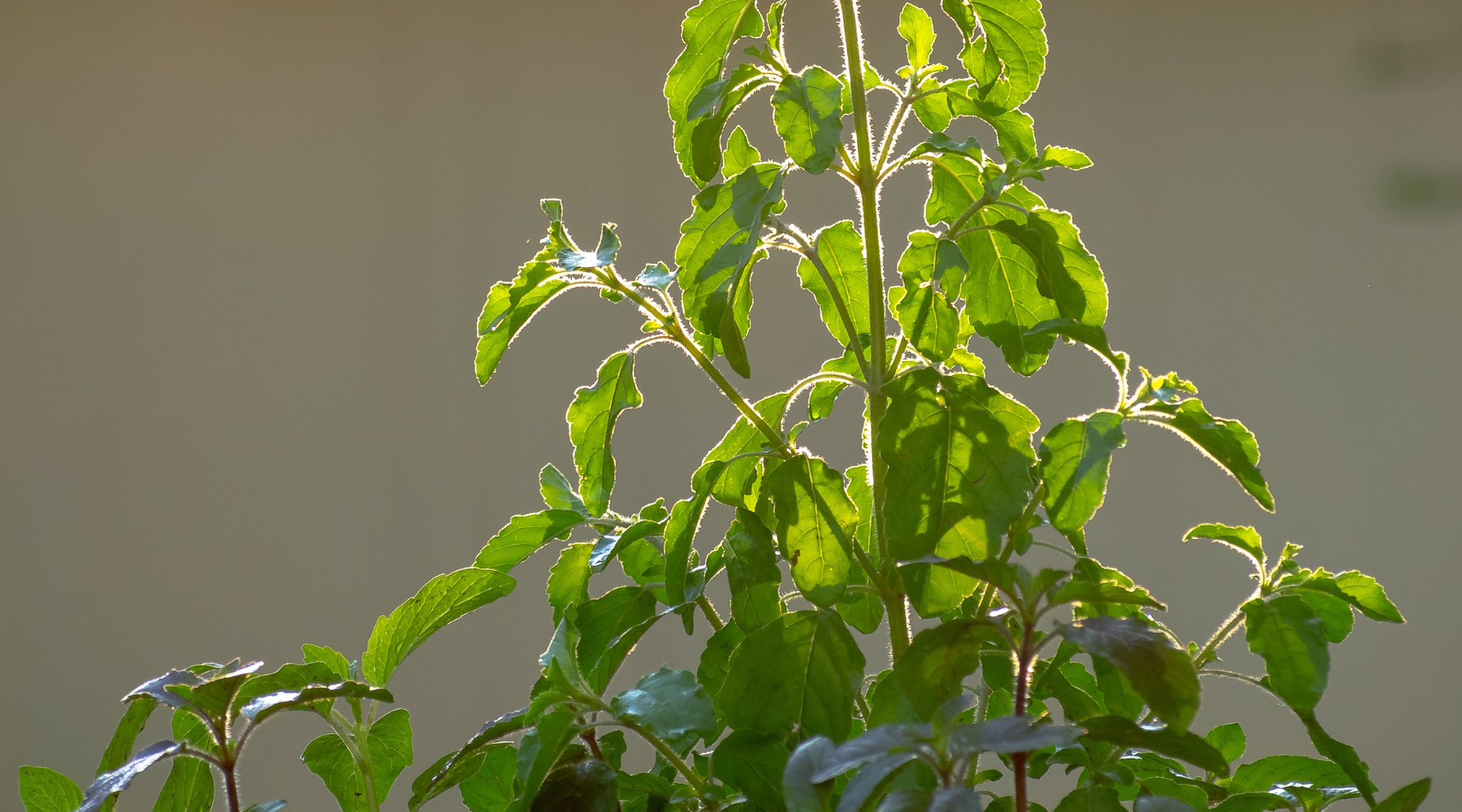 Superherbs: Die Kraft der Natur für Körper und Geist