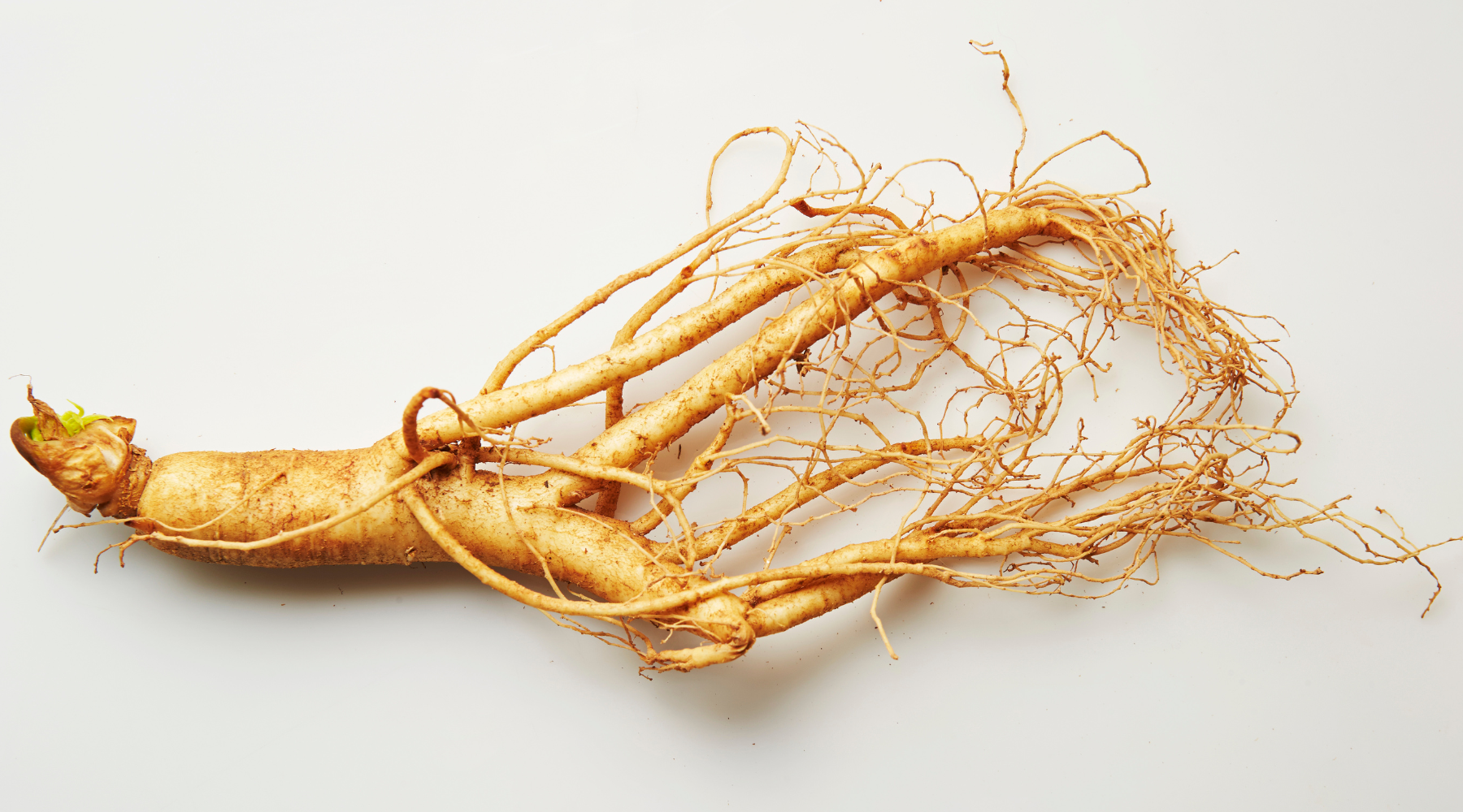 Ginseng: Deine natürliche Kraftquelle für mehr Energie